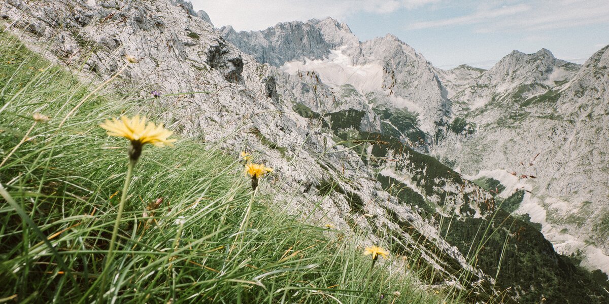 Blick auf blühende Wiesen und beeindruckende Berglandschaft.